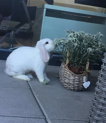 Olympia 3* Pettneu am Arlberg