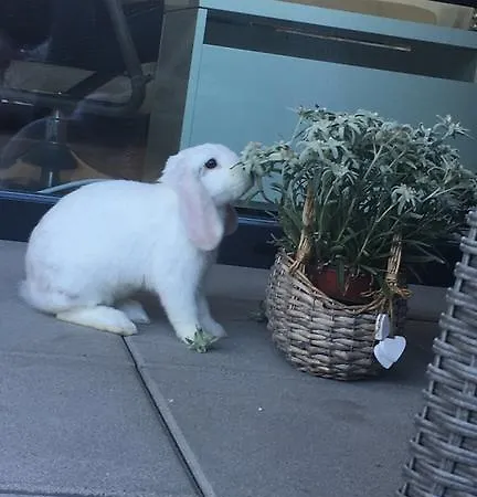 Olympia 3* Pettneu am Arlberg